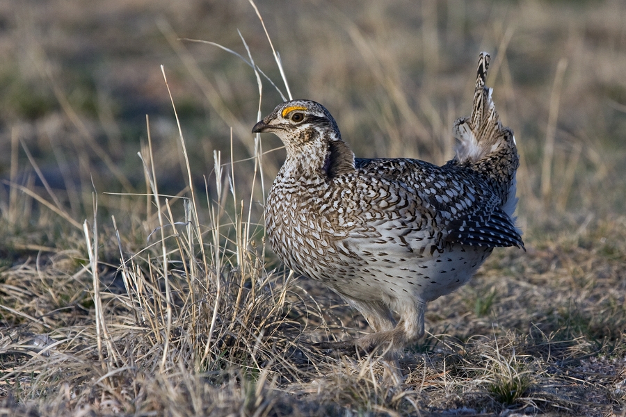 Sharp-Tailed Grouse (Male), Custer State Park, South Dakota