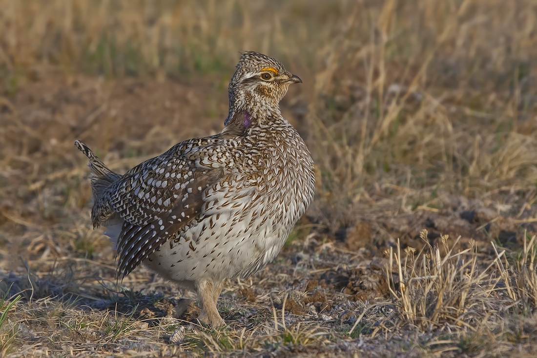 Sharp-Tailed Grouse (Male), Custer State Park, Near Custer, South Dakota