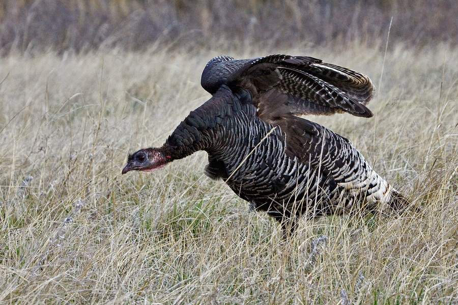 Wild Turkey (Female), Near Lame Johnny Road, Custer State Park, South Dakota