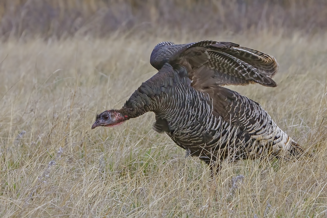 Wild Turkey, Near Lame Johnny Road, Custer State Park, South Dakota