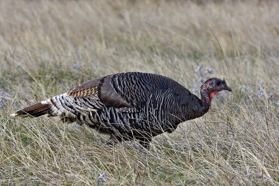 Wild Turkey (Female), Near Lame Johnny Road, Custer State Park, South Dakota