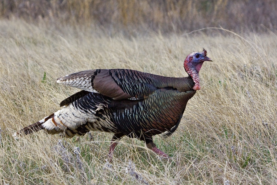 Wild Turkey (Male), Near Lame Johnny Road, Custer State Park, South Dakota