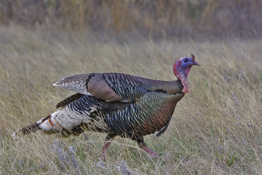 Wild Turkey, Near Lame Johnny Road, Custer State Park, South Dakota