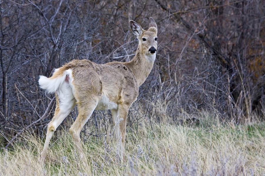 White-Tailed Deer (Female), Near Lame Johnny Road, Custer State Park, South Dakota