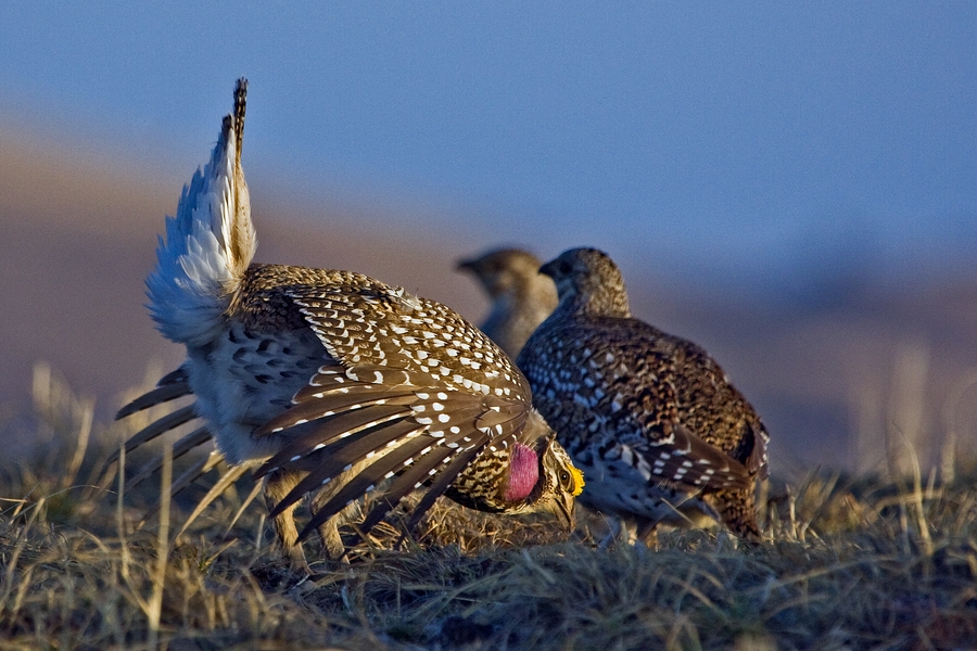 Sharp-Tailed Grouse (Male And Females), Custer State Park, South Dakota