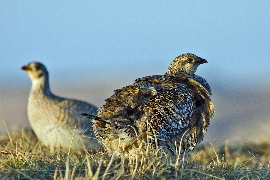 Sharp-Tailed Grouse (Female), Custer State Park, South Dakota