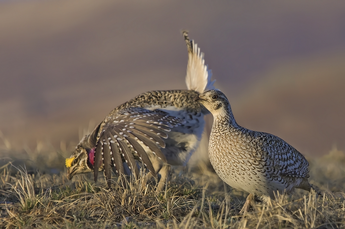 Sharp-Tailed Grouse (Male and Female), Custer State Park, Near Custer, South Dakota