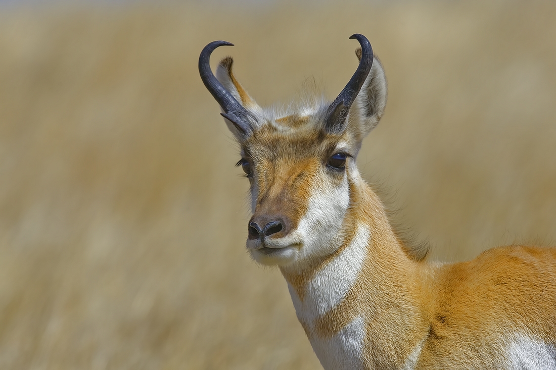 Pronghorn (Male), Custer State Park, Near Custer, South Dakota