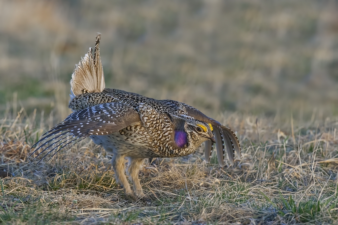 Sharp-Tailed Grouse (Male), Custer State Park, Near Custer, South Dakota