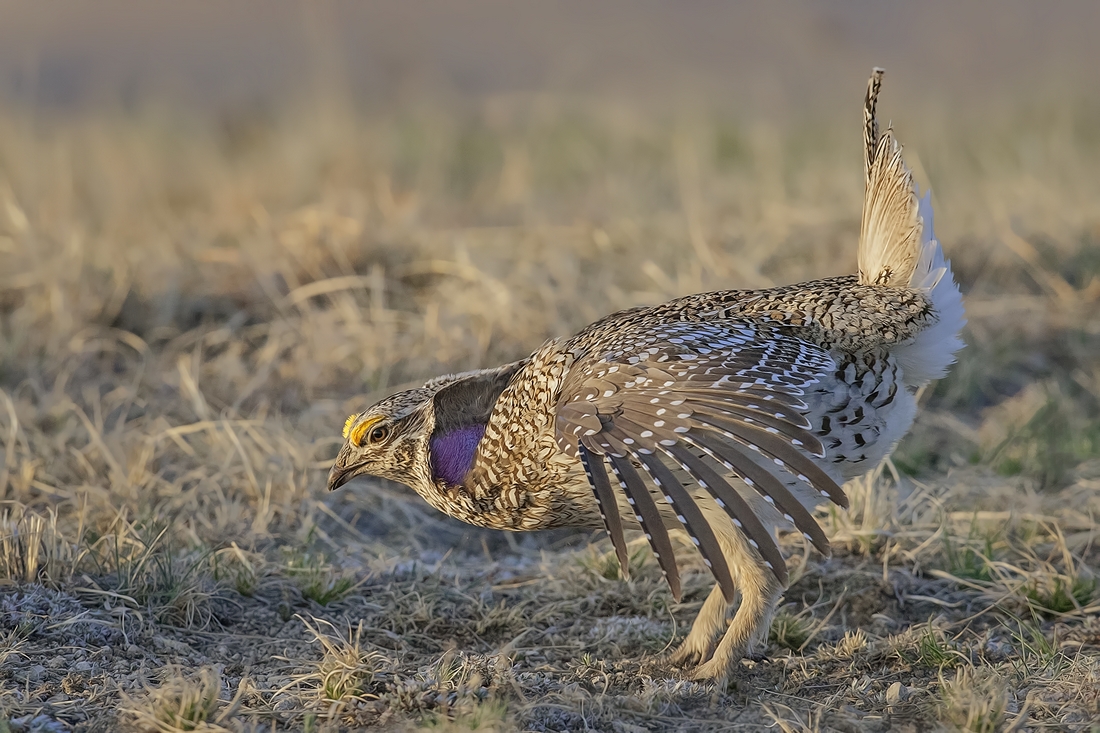 Sharp-Tailed Grouse (Male), Custer State Park, Near Custer, South Dakota