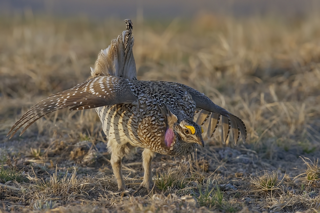 Sharp-Tailed Grouse (Male), Custer State Park, Near Custer, South Dakota