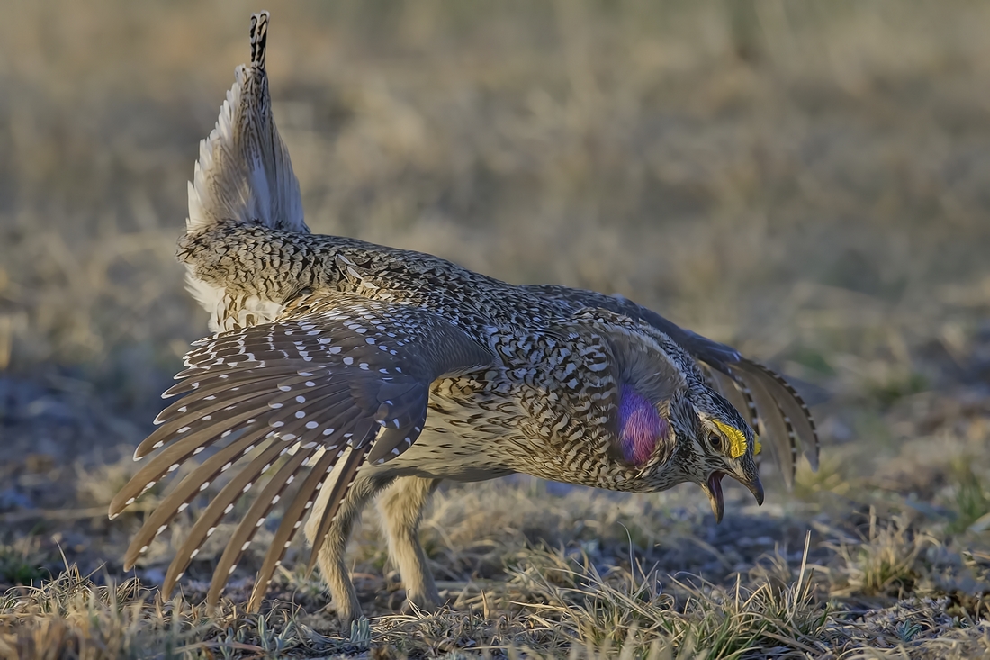 Sharp-Tailed Grouse (Male), Custer State Park, Near Custer, South Dakota