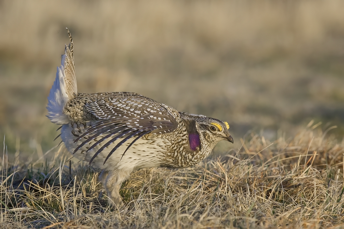 Sharp-Tailed Grouse (Male), Custer State Park, Near Custer, South Dakota