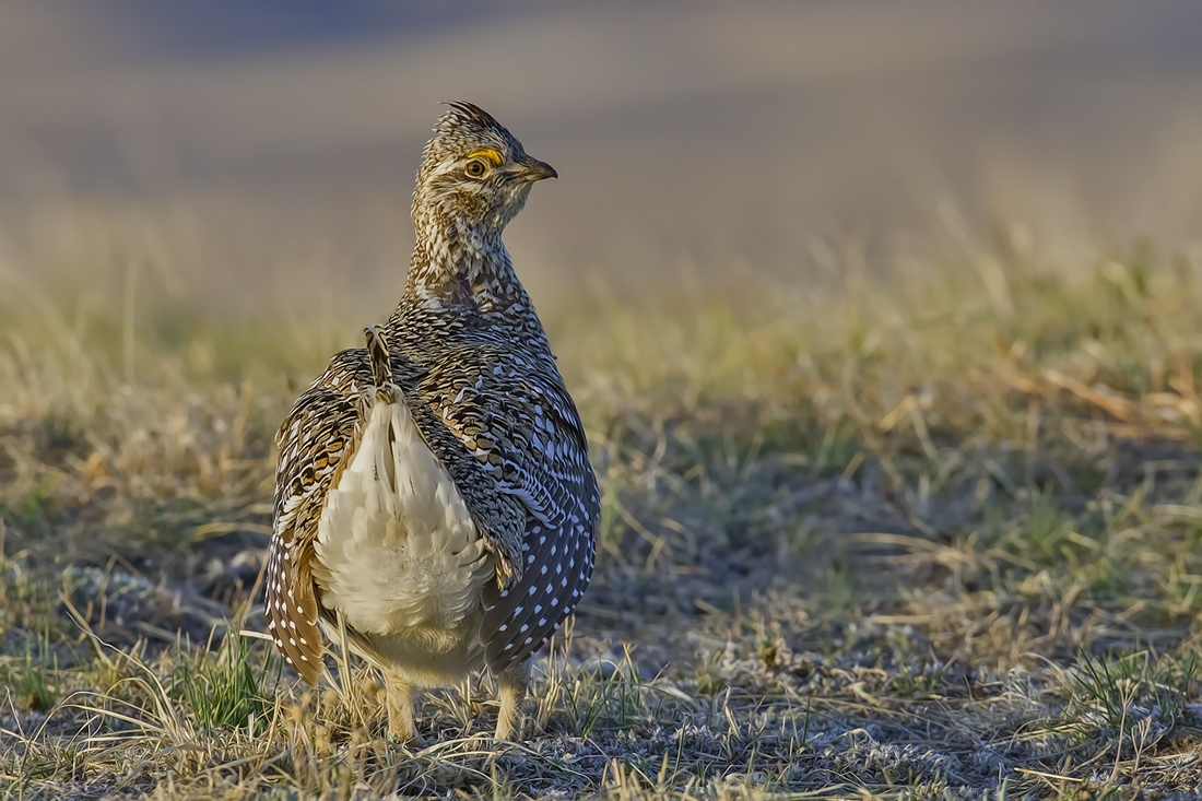 Sharp-Tailed Grouse (Male), Custer State Park, Near Custer, South Dakota