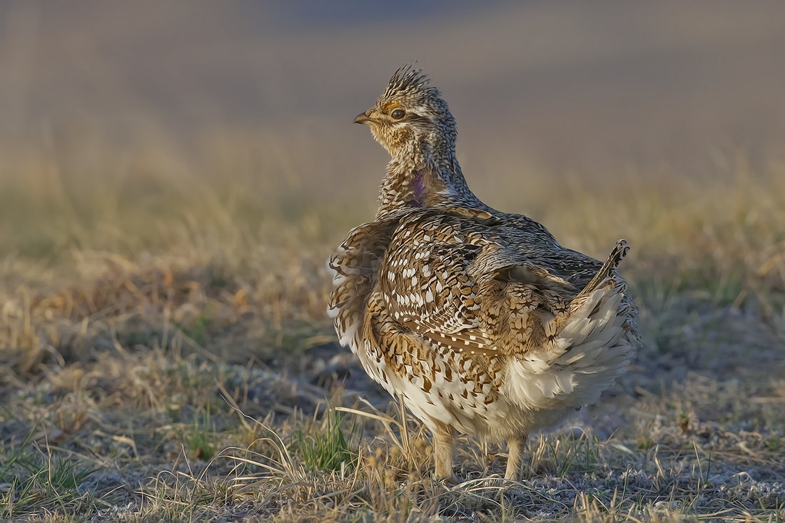 Sharp-Tailed Grouse (Male), Custer State Park, Near Custer, South Dakota