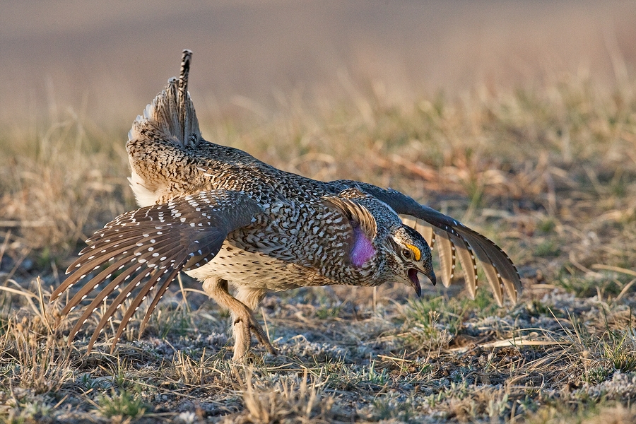 Sharp-Tailed Grouse (Male), Custer State Park, South Dakota