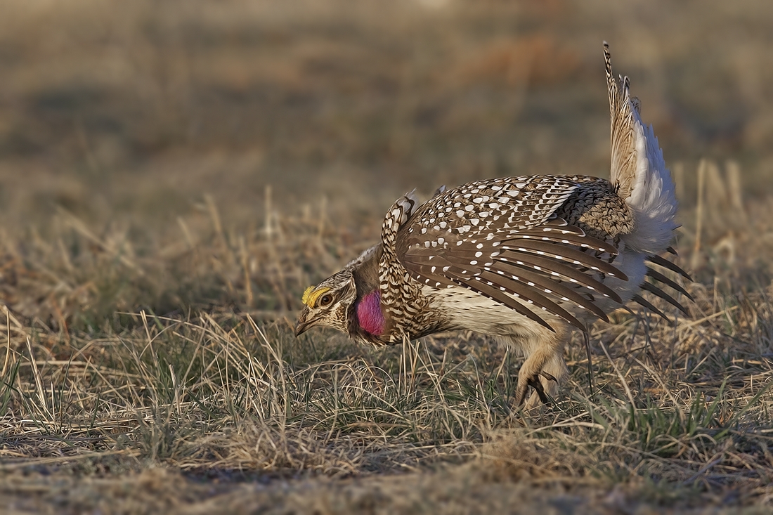 Sharp-Tailed Grouse (Male), Custer State Park, Near Custer, South Dakota