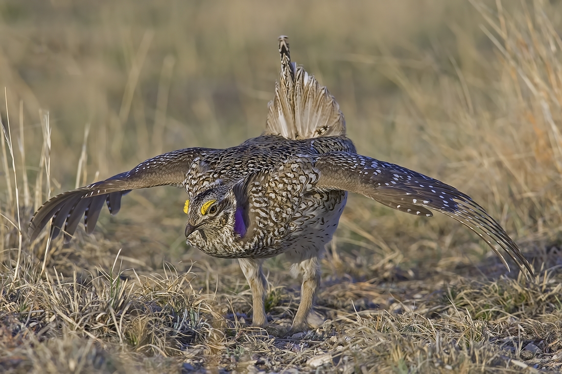 Sharp-Tailed Grouse (Male), Custer State Park, Near Custer, South Dakota