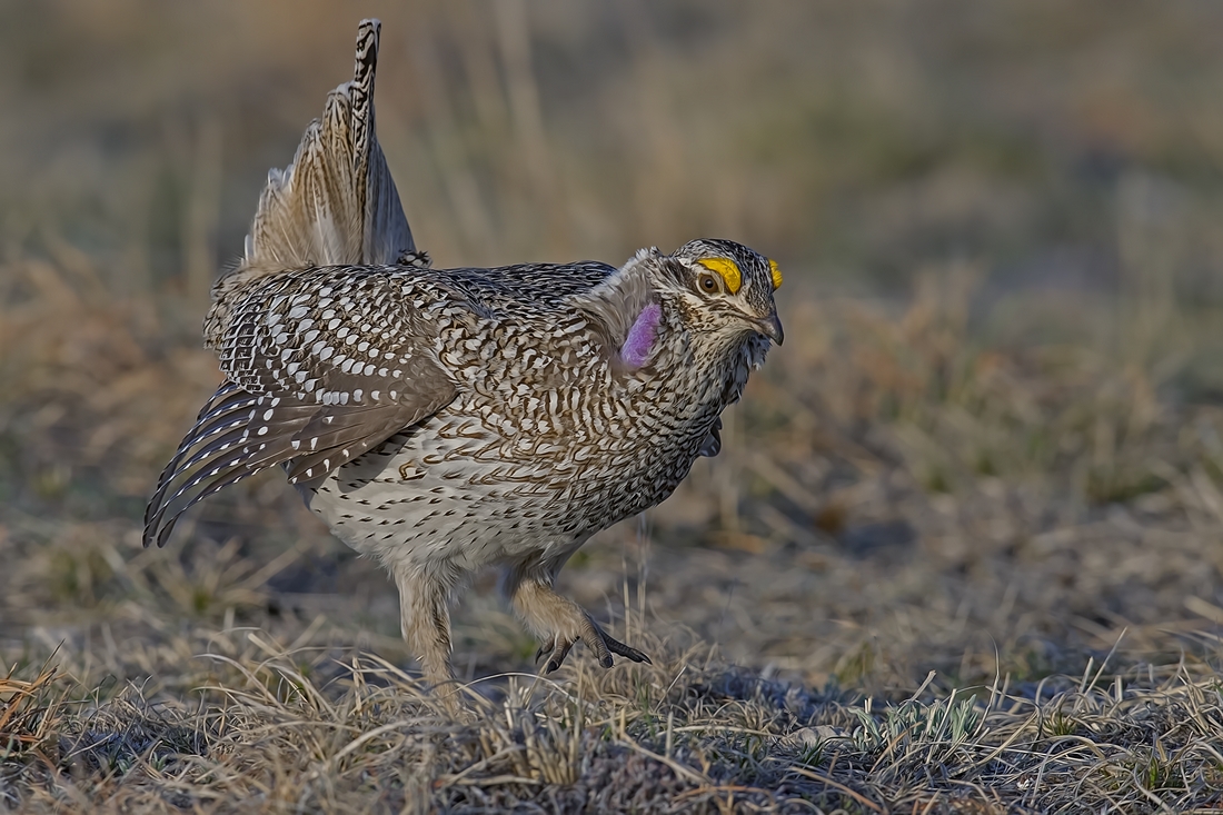 Sharp-Tailed Grouse (Male), Custer State Park, Near Custer, South Dakota