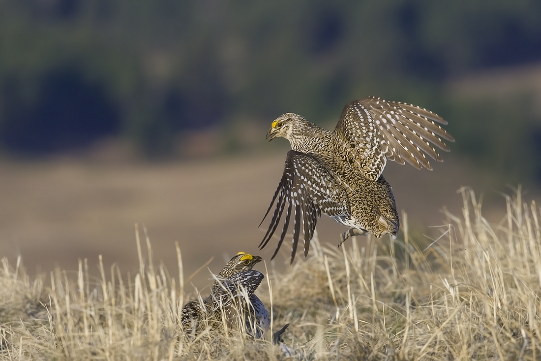 Sharp-Tailed Grouse (Male), Custer State Park, Near Custer, South Dakota