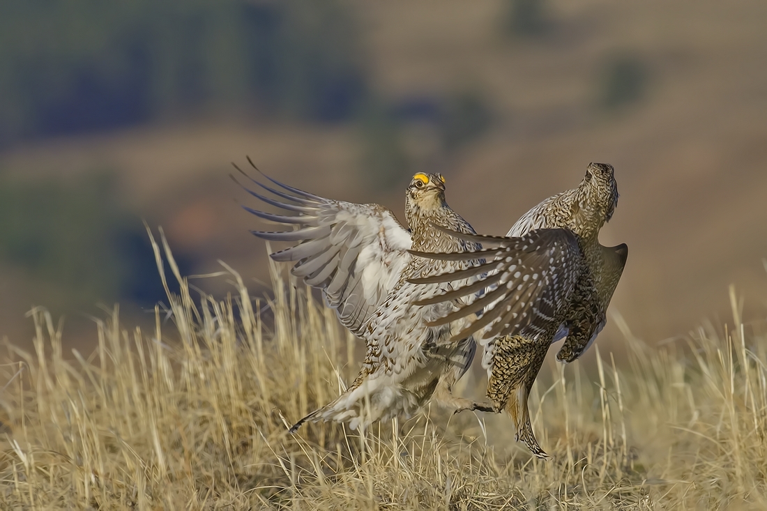 Sharp-Tailed Grouse (Male), Custer State Park, Near Custer, South Dakota