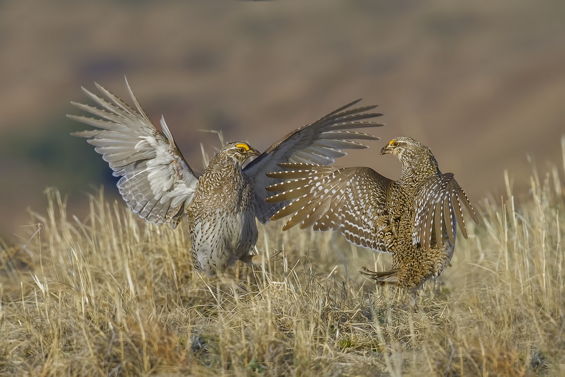 Sharp-Tailed Grouse (Male), Custer State Park, Near Custer, South Dakota