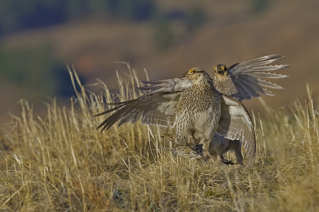 Sharp-Tailed Grouse (Male), Custer State Park, Near Custer, South Dakota