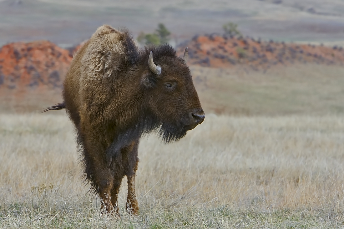 Plains Bison (Female), Wind Cave National Park, Near Custer, South Dakota