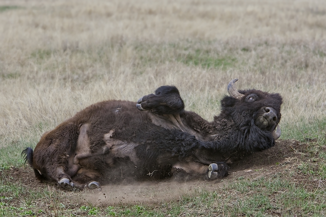 Plains Bison (Male), Custer State Park, Near Custer, South Dakota