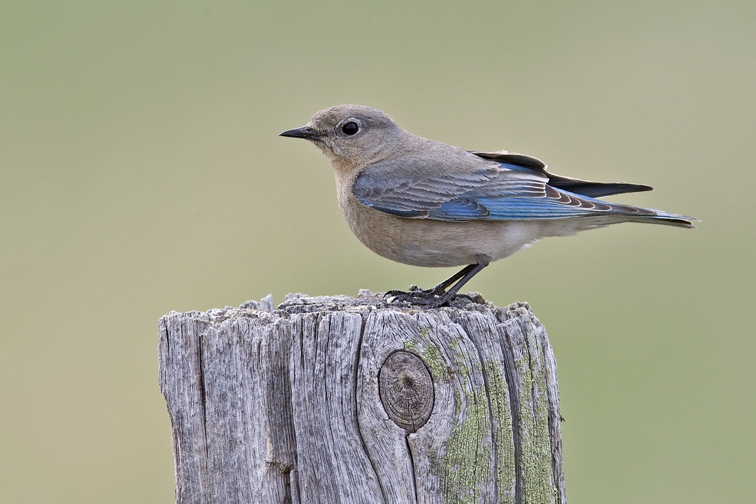 Mountain Bluebird (Female), Custer State Park, Near Custer, South Dakota