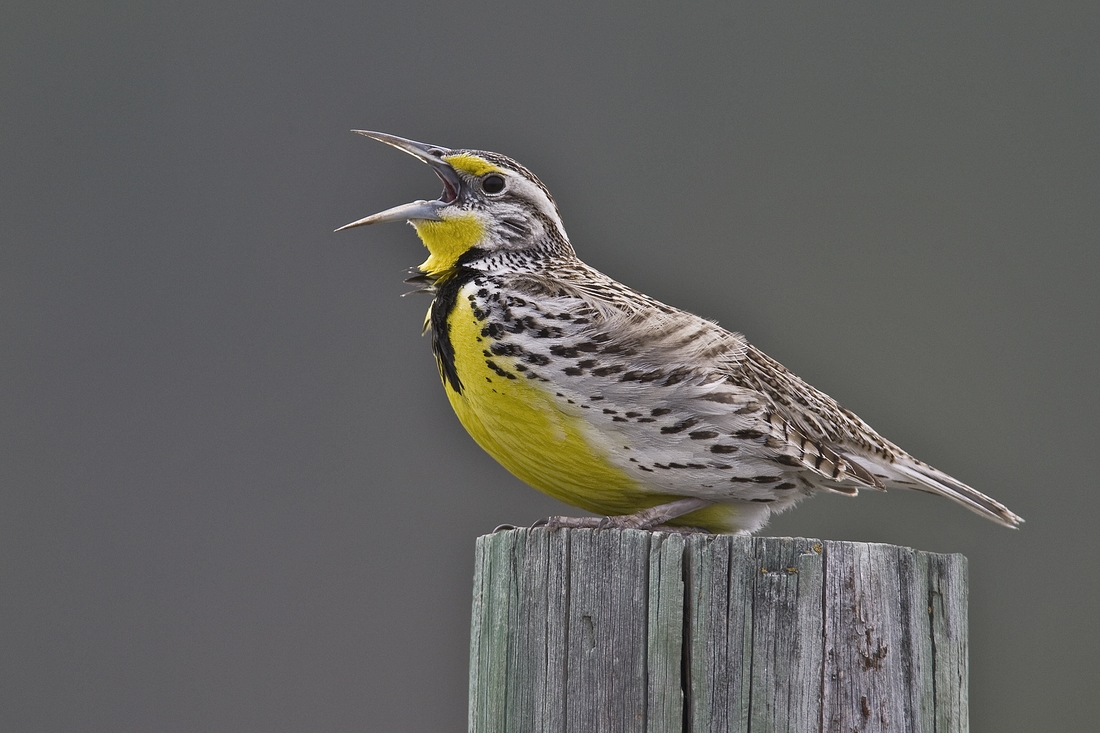 Eastern Meadowlark, Custer State Park, Near Custer, South Dakota