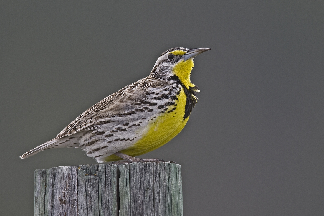 Eastern Meadowlark, Custer State Park, Near Custer, South Dakota