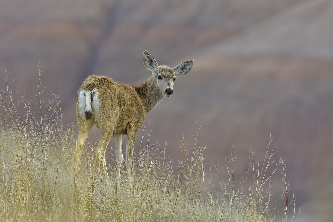 Mule Deer (Female), Near Cedar Pass, South Dakota