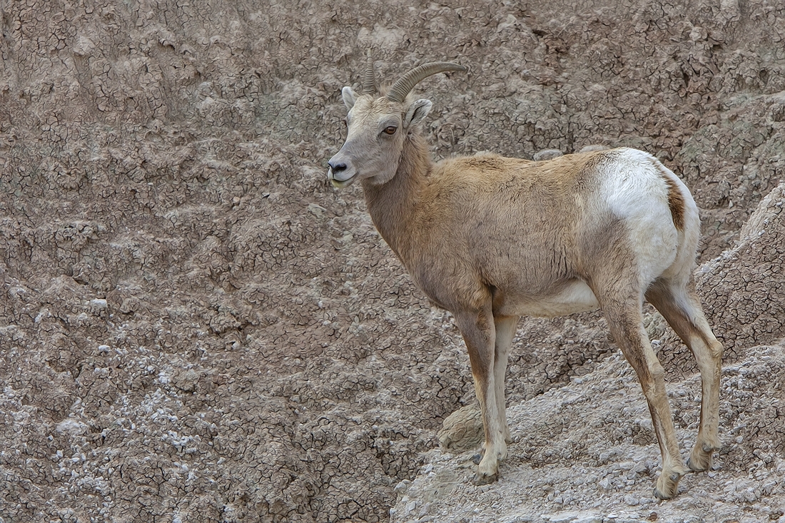 Bighorn Sheep (Female), Near Cedar Pass, South  Dakota