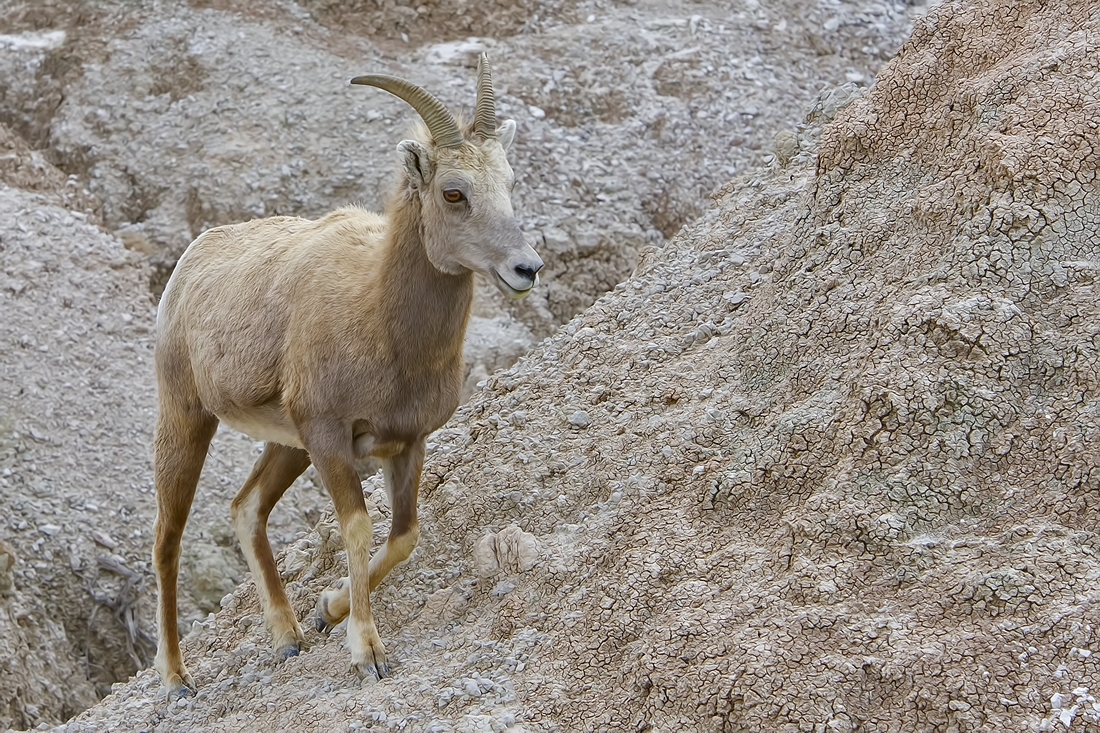 Bighorn Sheep (Female), Near Cedar Pass, South  Dakota