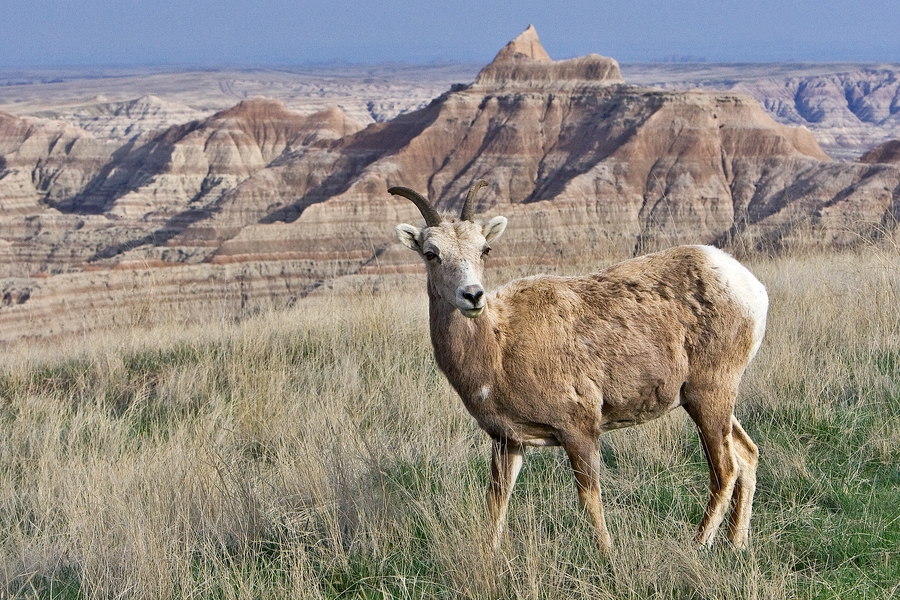 Bighorn Sheep (Female), Badlands National Park, South Dakota