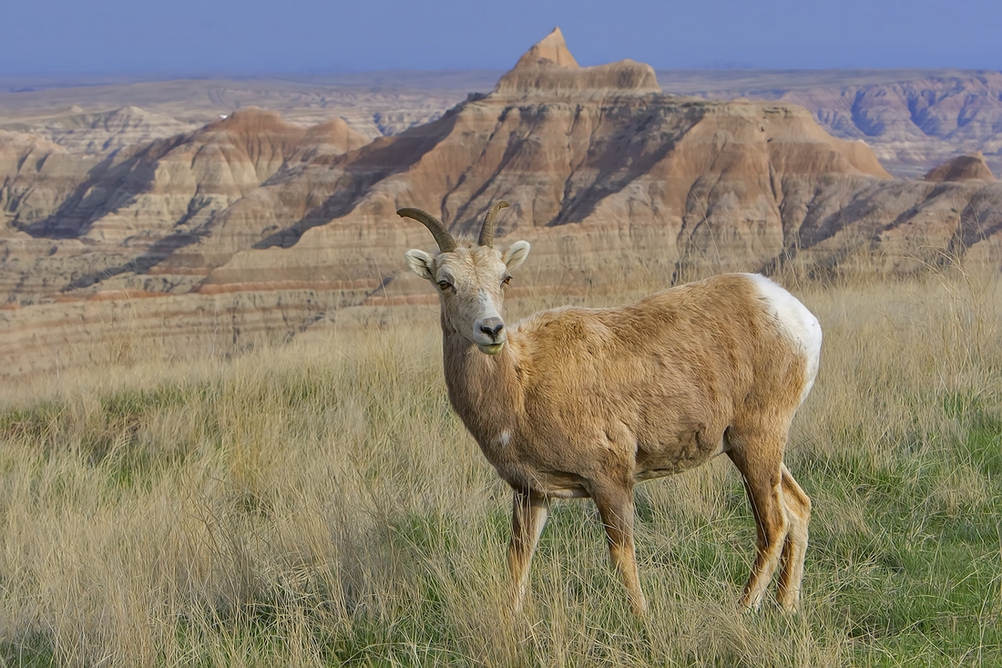 Bighorn Sheep (Female), Badlands National Park, South Dakota