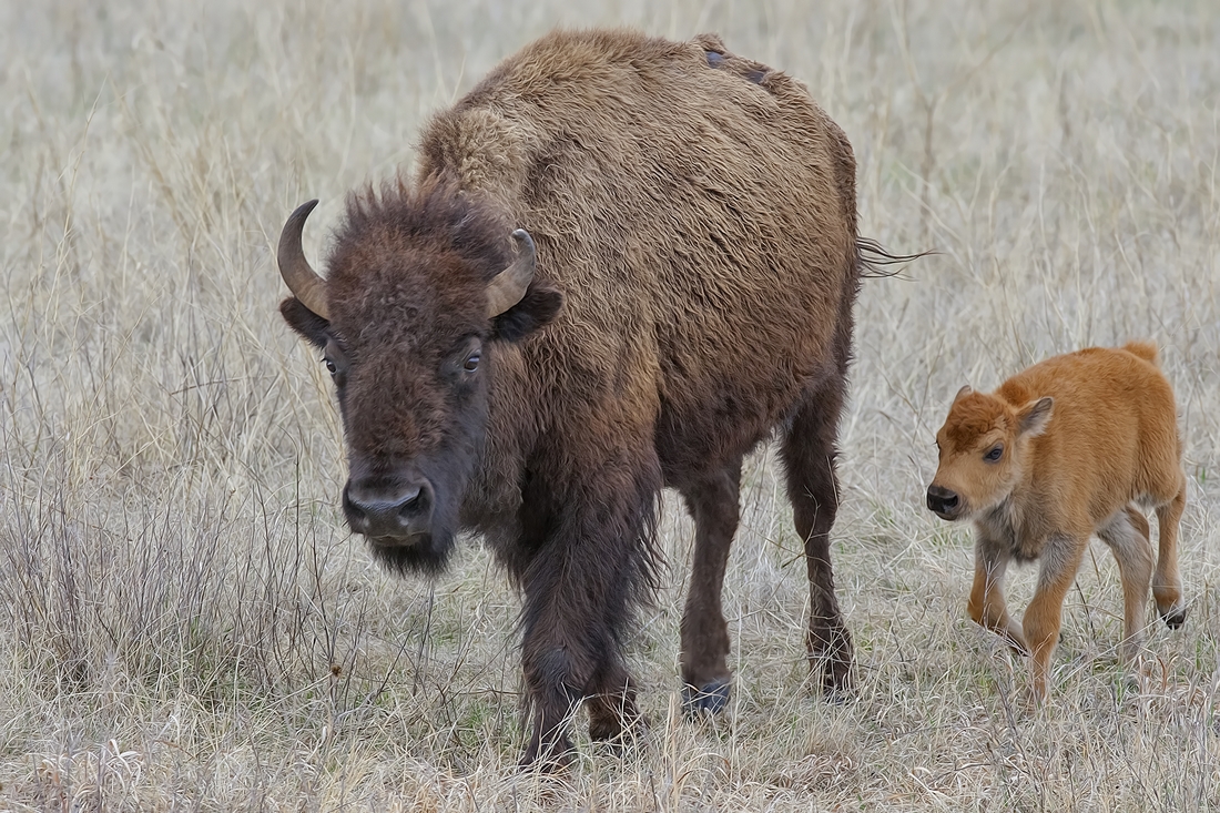 Plains Bison (Female and Calf), Custer State Park, Near Custer, South Dakota