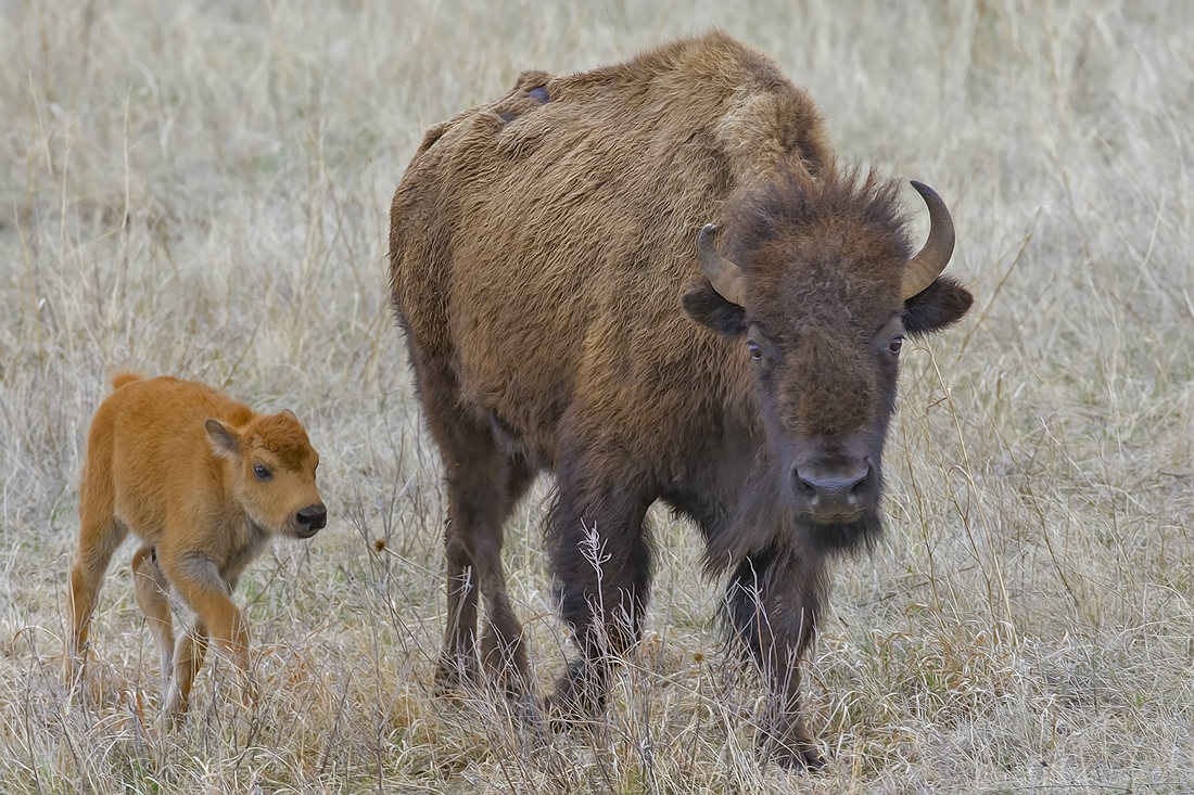 Plains Bison (Female and Calf), Custer State Park, Near Custer, South Dakota