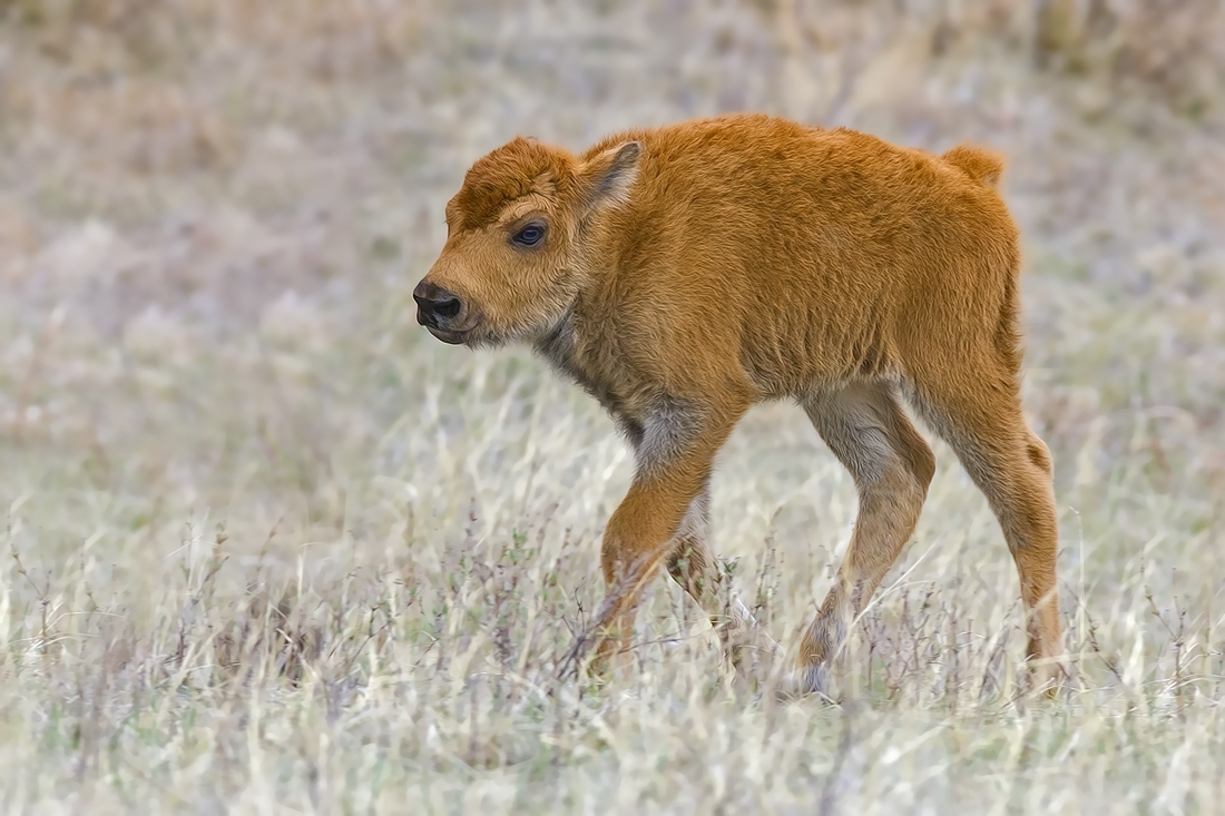 Plains Bison (Calf), Custer State Park, Near Custer, South Dakota