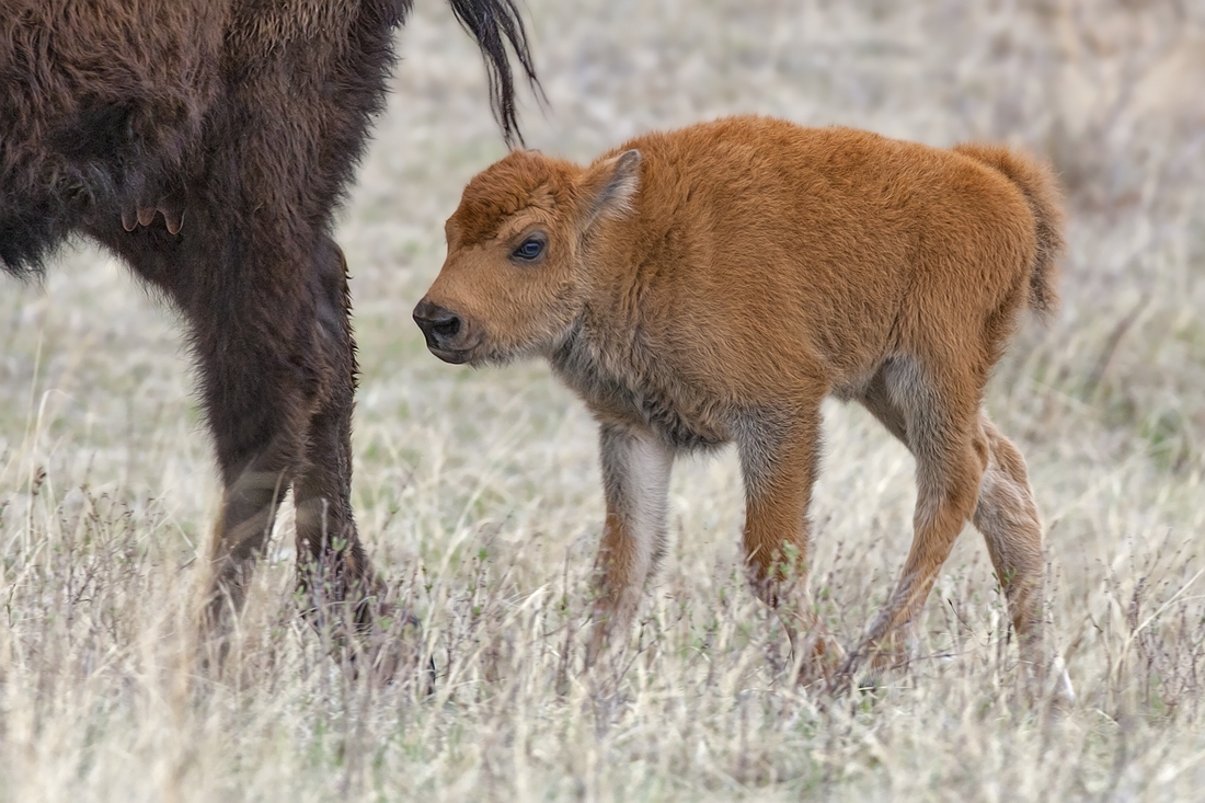 Plains Bison (Calf), Custer State Park, Near Custer, South Dakota