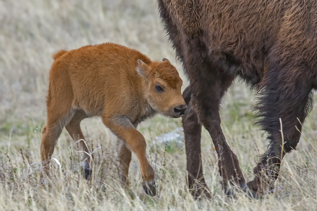 Plains Bison (Female and Calf), Custer State Park, Near Custer, South Dakota