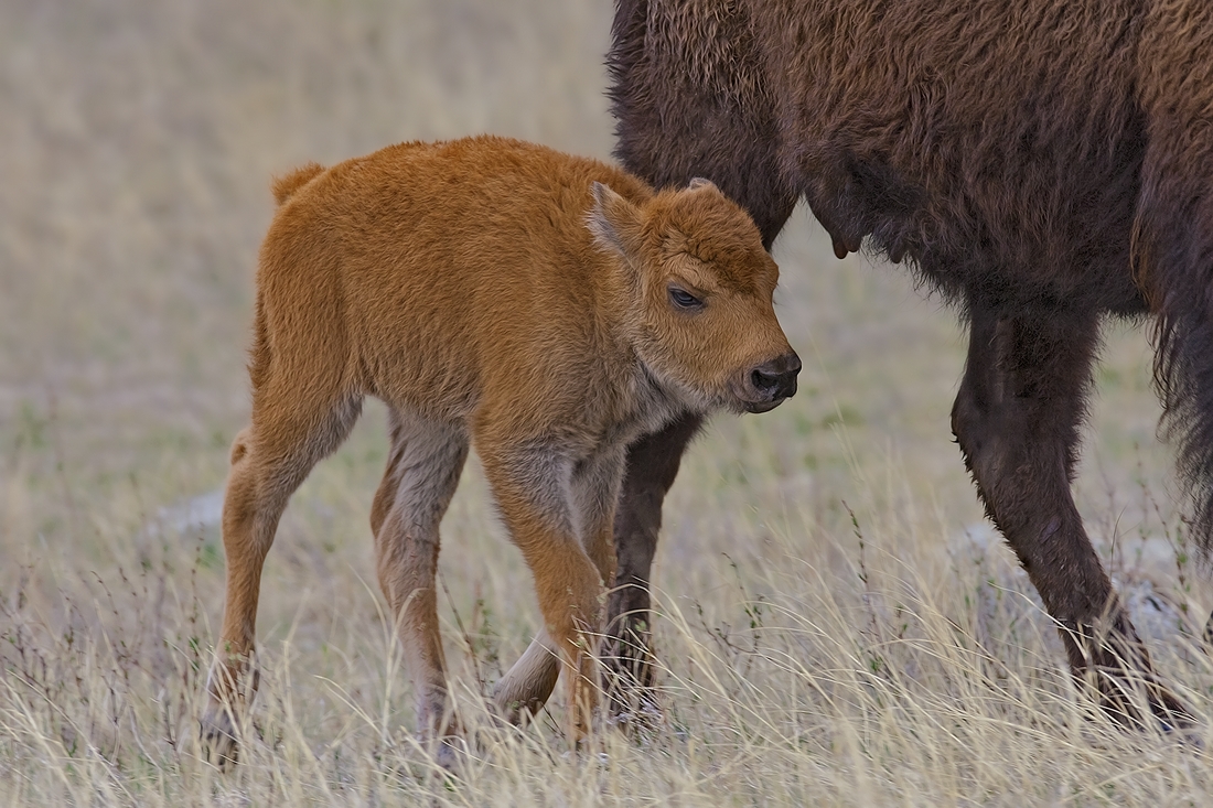 Plains Bison (Calf), Custer State Park, Near Custer, South Dakota