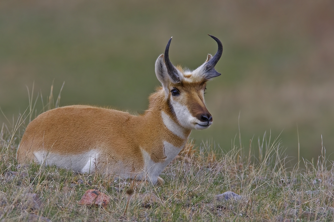 Pronghorn (Male), Custer State Park, Near Custer, South Dakota