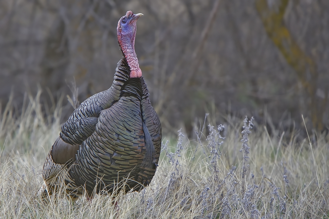 Wild Turkey (Male), Near Lame Johnny Road, Custer State Park, South Dakota