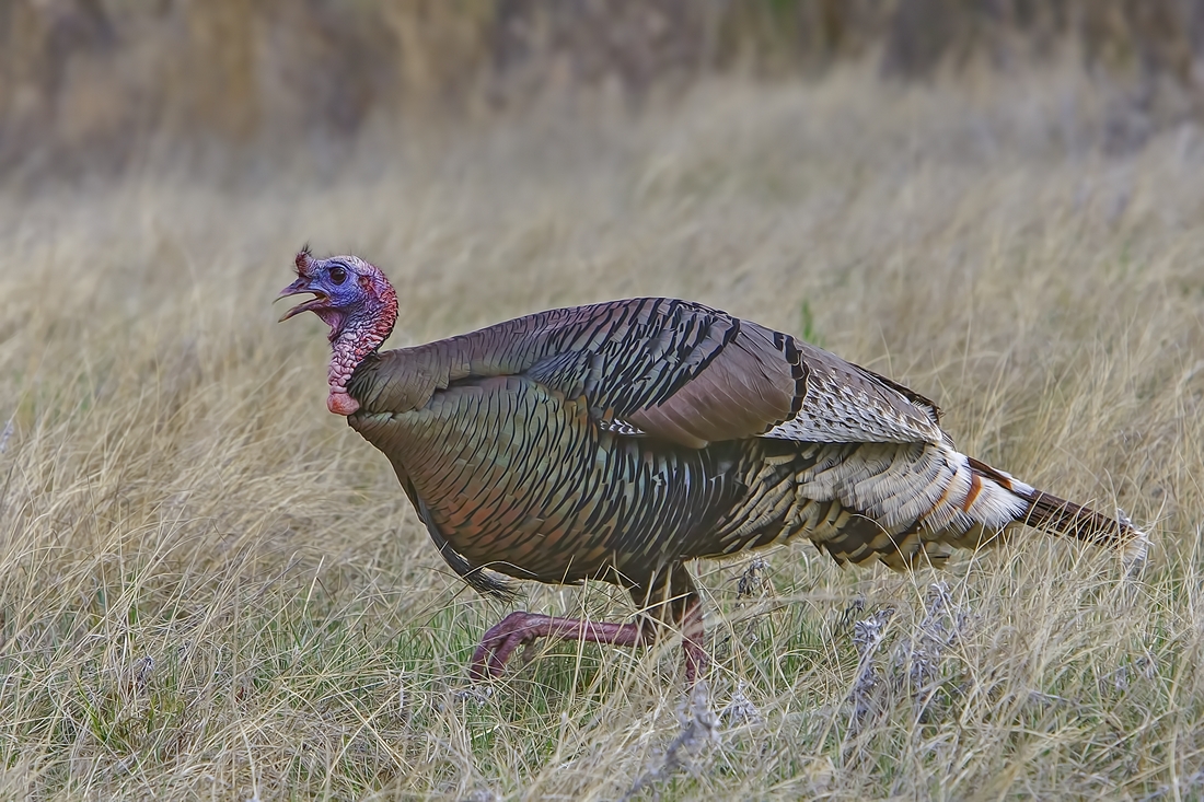 Wild Turkey (Male), Near Lame Johnny Road, Custer State Park, South Dakota