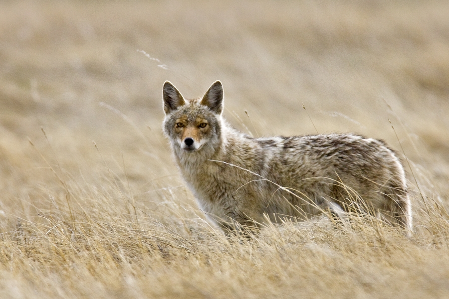 Coyote, Wind Cave National Park, South Dakota