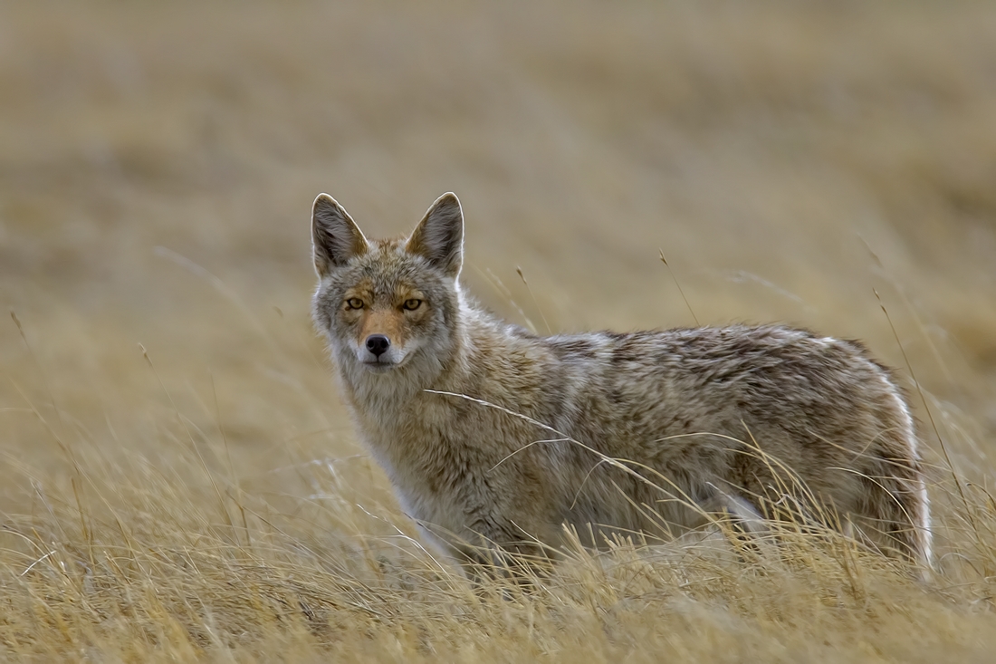 Coyote, Wind Cave National Park, Near Custer, South Dakota