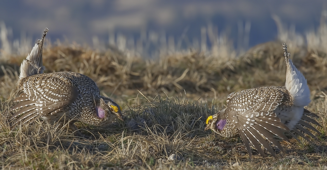 Sharp-Tailed Grouse (Male), Custer State Park, Near Custer, South Dakota