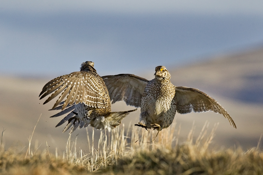 Sharp-Tailed Grouse (Male), Custer State Park, South Dakota